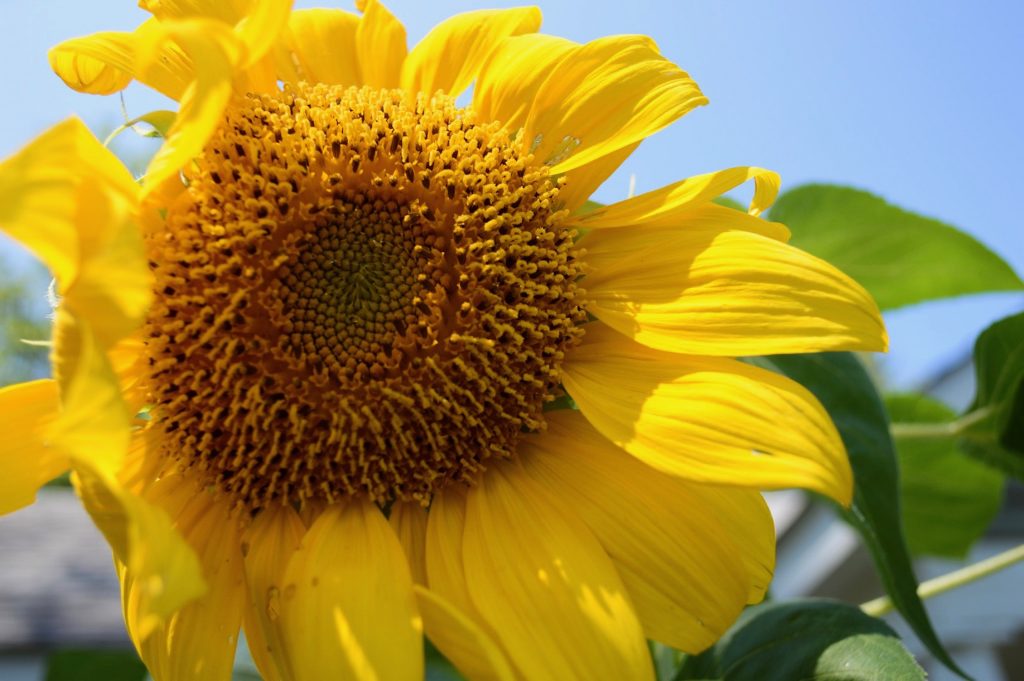 southern sunflower diaries