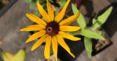 Black Eye Susan
