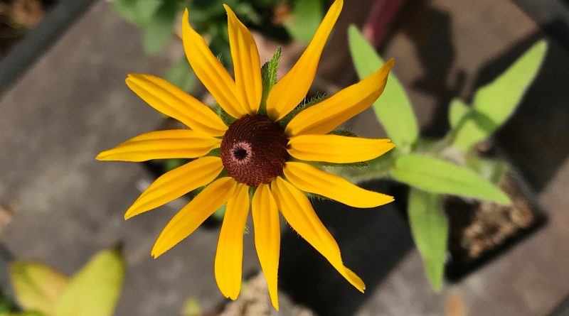 Black Eye Susan