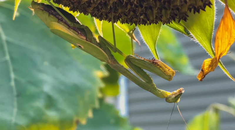 depression anxiety mama mantis